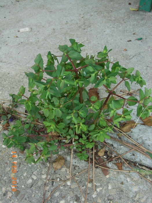 Euphorbia peplus